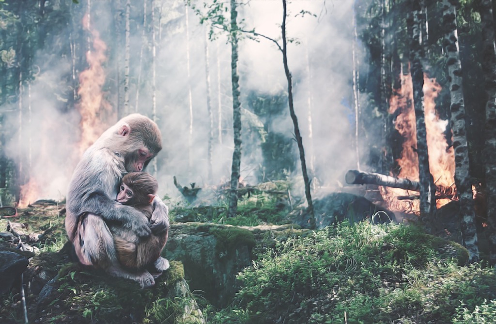 An ape protects their child as their habitat is burned down for human expansion and commerce. 