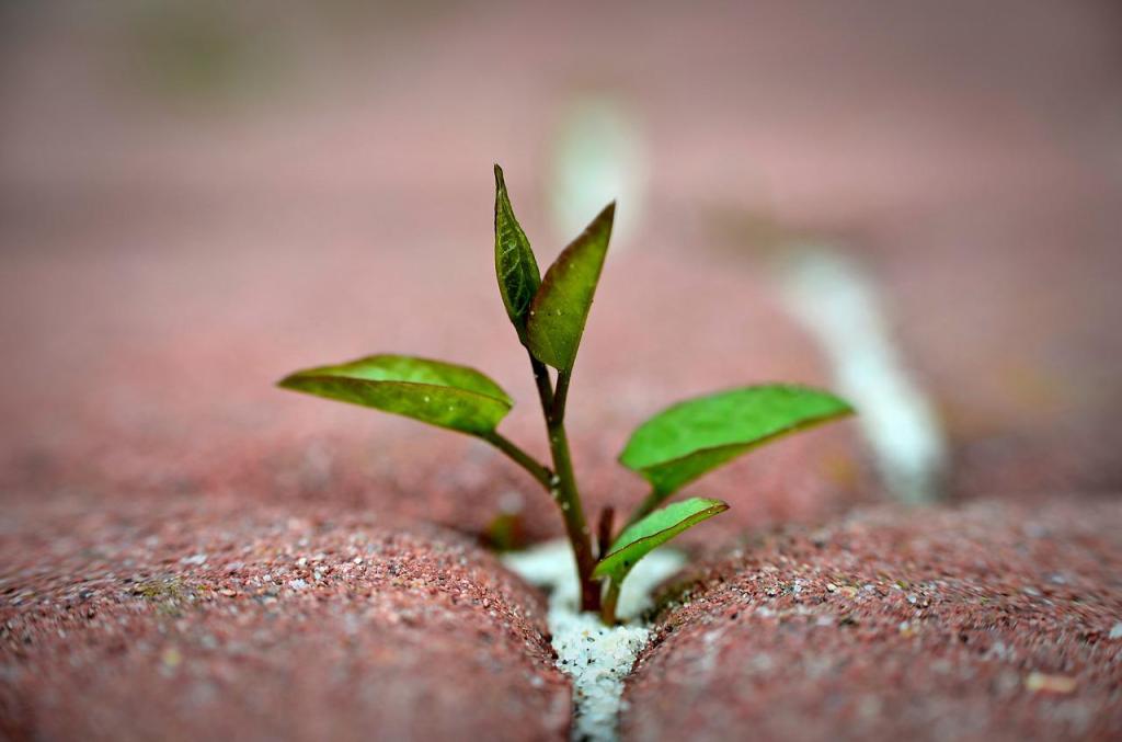 A plant sapling shoots through rock